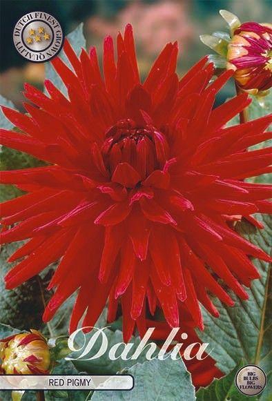 <h4>Dahlia Red Pigmy x1 l</h4>
