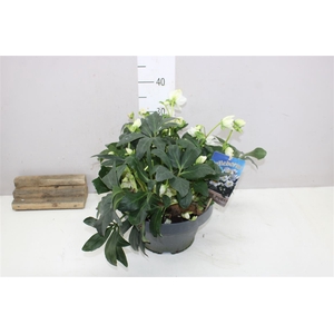 Helleborus Ni Hgc Jasper 30+ X