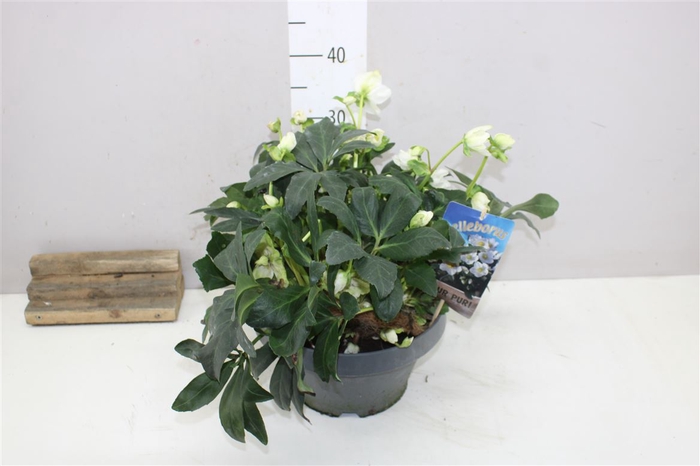 <h4>Helleborus Ni Hgc Jasper 30+ X</h4>