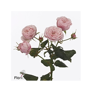 Rosa spray mansfield pink park