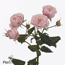 <h4>Rosa spray mansfield pink park</h4>
