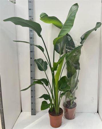 <h4>Strelitzia Nicolai</h4>