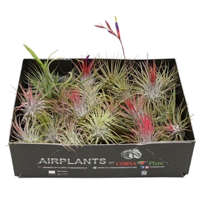 Tillandsia