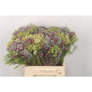 Erica Bqt Mix Premium