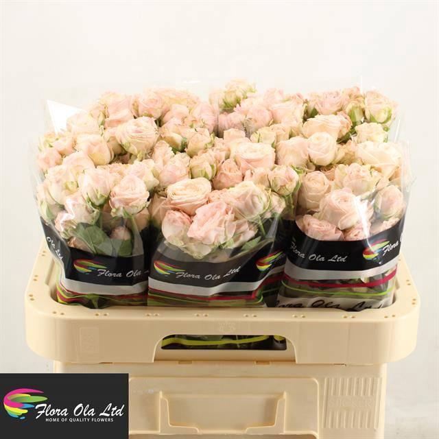 <h4>R TR BOMBASTIC</h4>