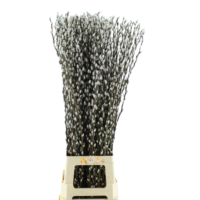 <h4>SALIX CA SNOW FLAKE</h4>