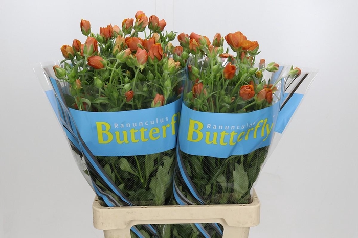 <h4>Ranunculus Butterfly Minoan</h4>