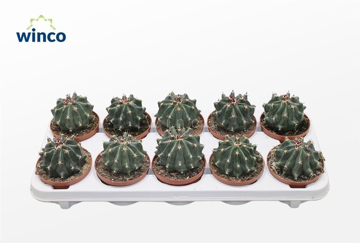 Cactus Ov