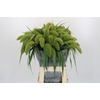 Setaria Italica Volle Melk