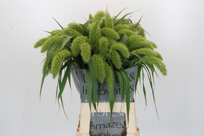 <h4>Setaria Italica Volle Melk</h4>