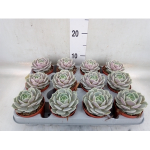 Echeveria   ...