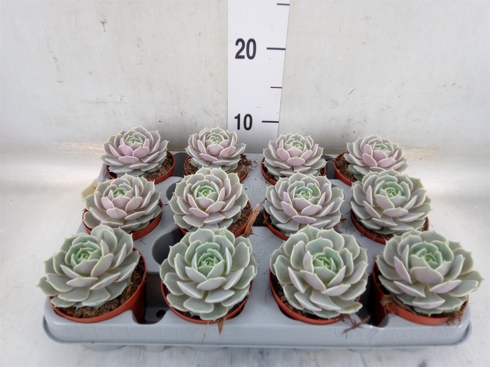 <h4>Echeveria   ...</h4>
