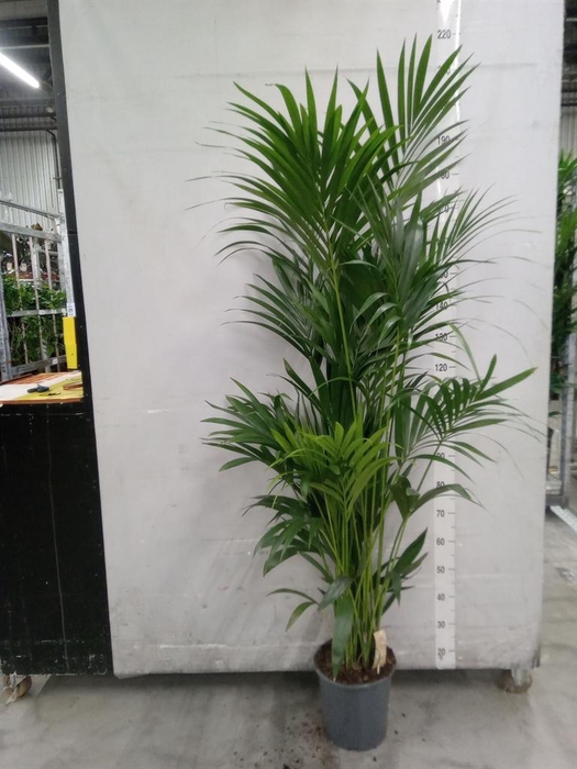 <h4>Howea forsteriana</h4>