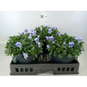 Viola corn. 'Evo Mini Marina'