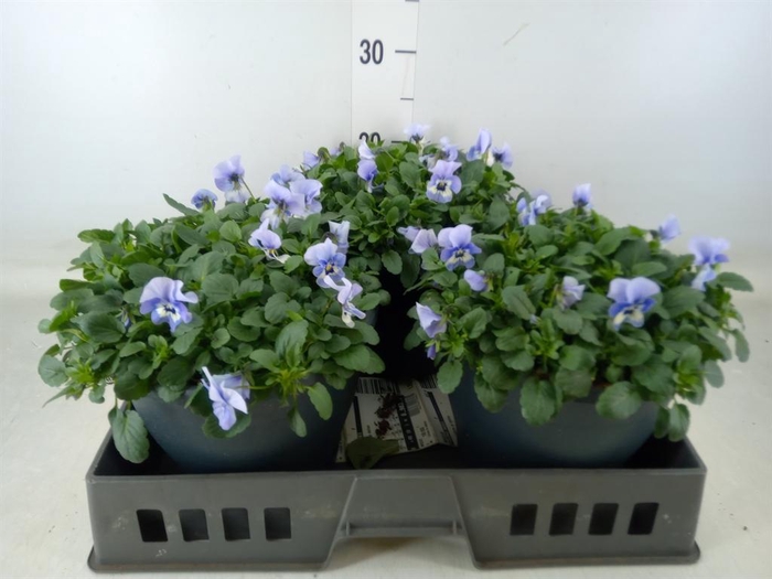 <h4>Viola corn. 'Evo Mini Marina'</h4>