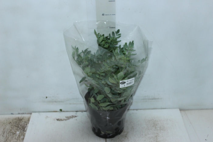 <h4>ARRUDA P19</h4>
