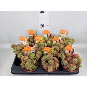 Sedum rubrotinctum 'Aurora'