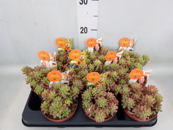 <h4>Sedum rubrotinctum 'Aurora'</h4>