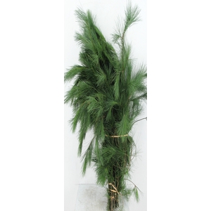 PINUS STROBUS PER BUNCH 90CM
