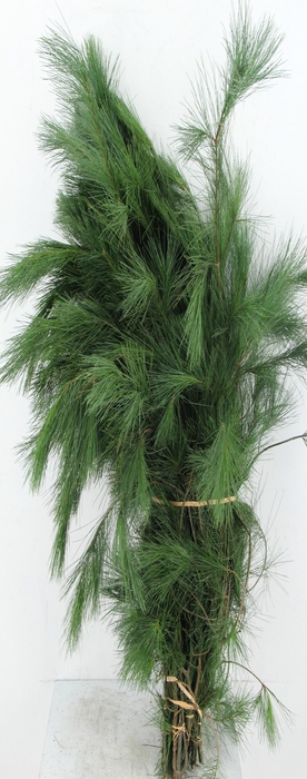 <h4>PINUS STROBUS PER BUNCH 90CM</h4>