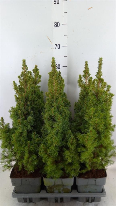 <h4>Picea glauca 'Perfecta'</h4>