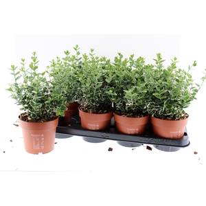 EUONYMUS F EM GAIETY