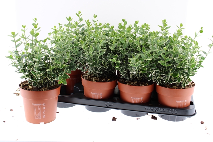 <h4>EUONYMUS F EM GAIETY</h4>