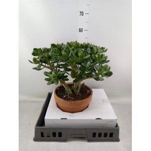 Crassula ovata
