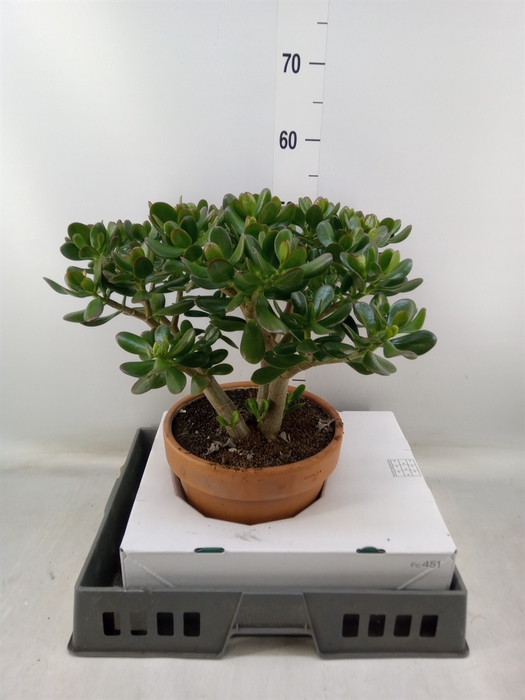 <h4>Crassula ovata</h4>