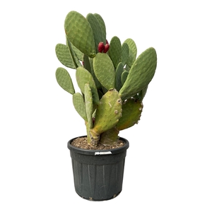 Opuntia Cactus - 150cm