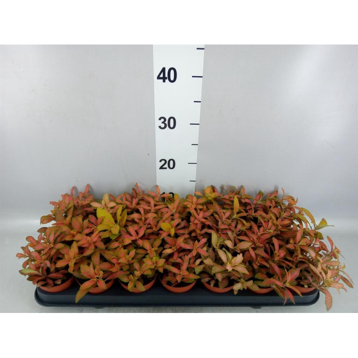 <h4>Fittonia ...</h4>