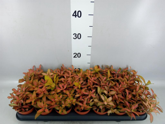 Fittonia   ...