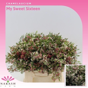 Chamelaucium My Sweet Sixteen