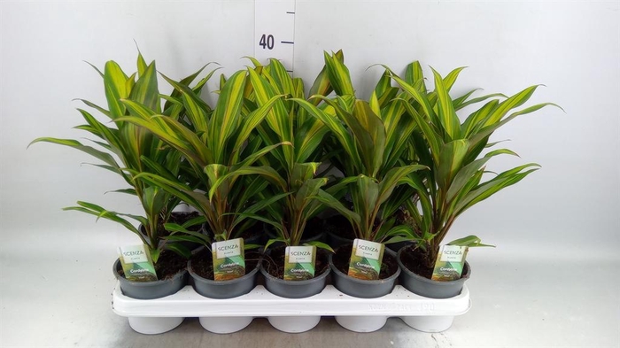 <h4>Cordyline fruti. 'Kiwi'</h4>
