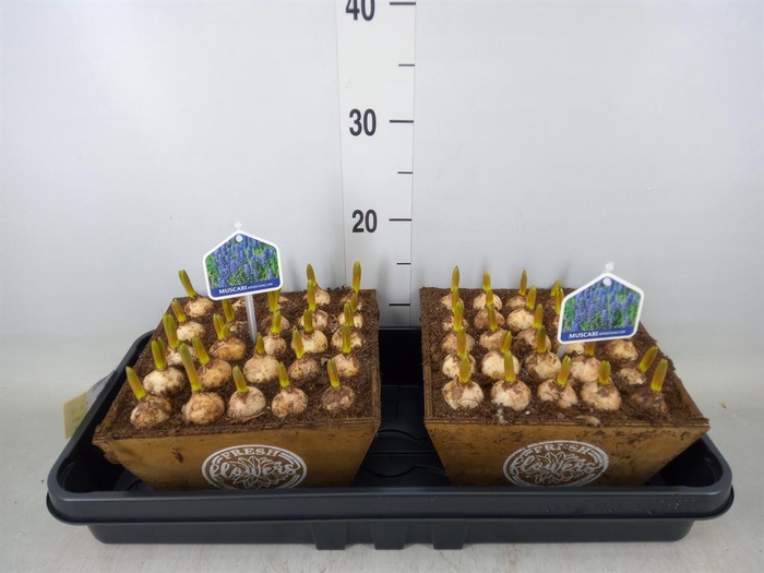 <h4>Arr.  Muscari L%</h4>