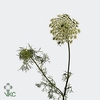 AMMI MAJUS VISNAGA*