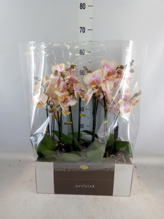 <h4>Phalaenopsis   ...orange</h4>