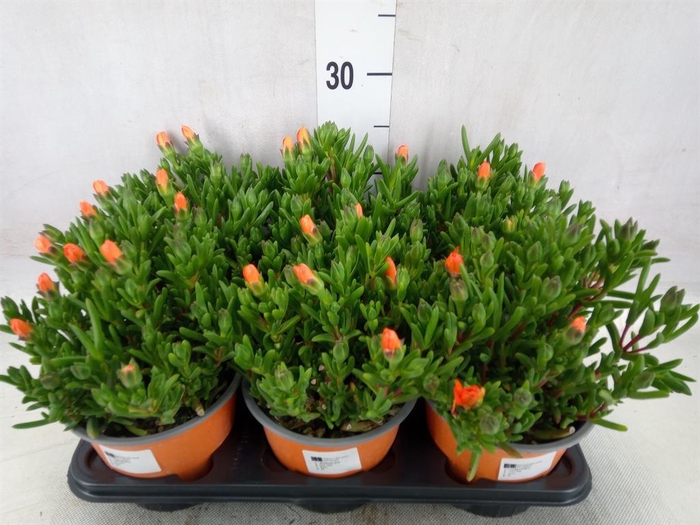 <h4>Lampranthus roseus</h4>