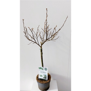 Salix Helvetica stam 40