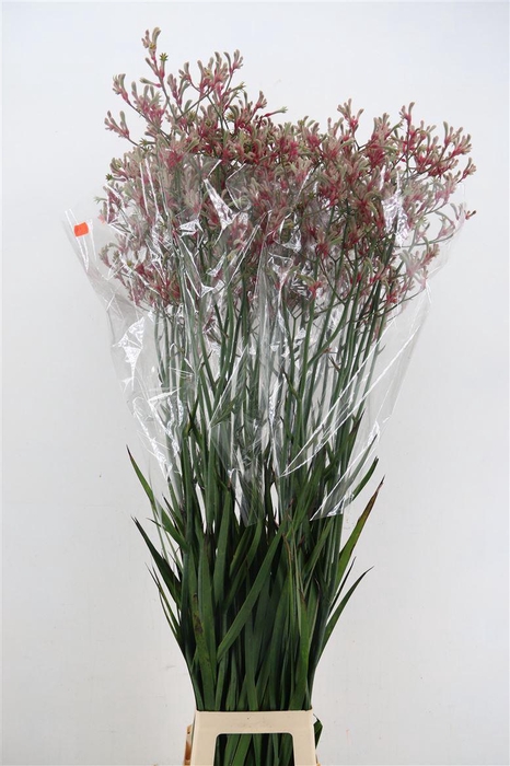 <h4>Anigoz Zoey Linn Pink</h4>