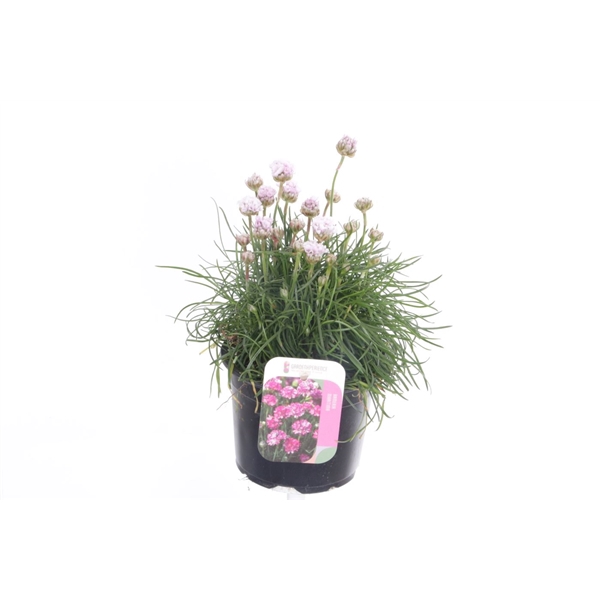 <h4>Armeria maritima Rosea</h4>