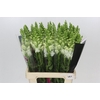 Antirrhinum Potomac White