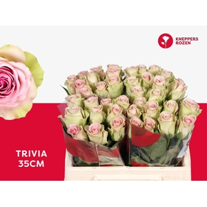 R GR TRIVIA