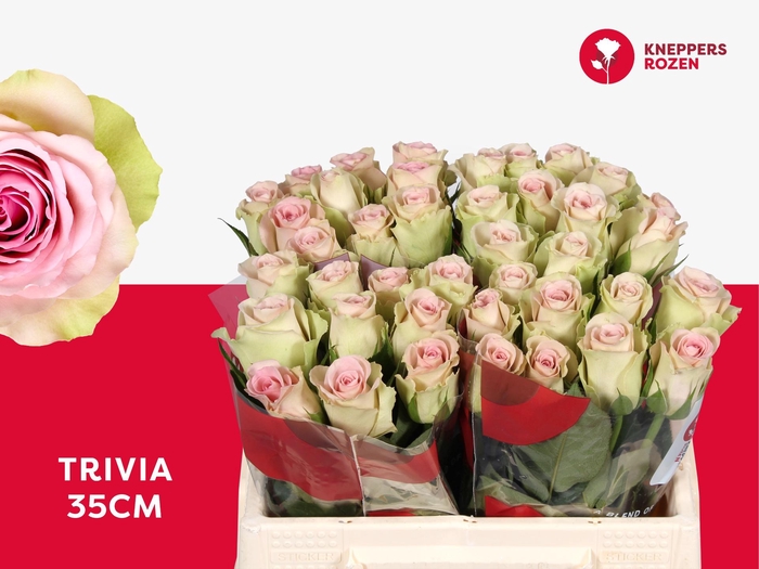 <h4>R GR TRIVIA</h4>