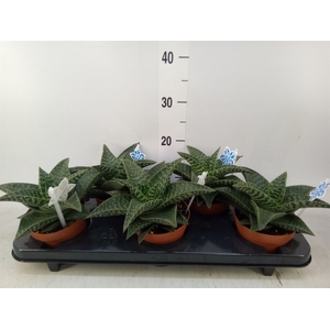 xGasteraloe  'Tiki Zilla'