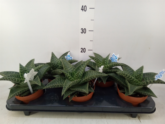 <h4>xGasteraloe  'Tiki Zilla'</h4>
