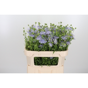 Didiscus Blauw