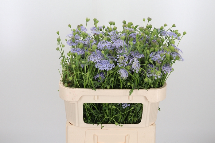 <h4>Didiscus Blauw</h4>
