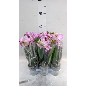 Phalaenopsis multi. 'Lili'