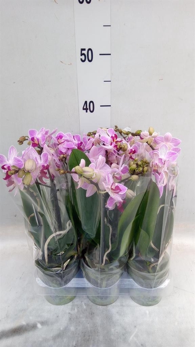 <h4>Phalaenopsis multi. 'Lili'</h4>